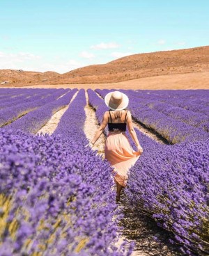 running through the lavender fields in new zealand. a must for solo travel destinations